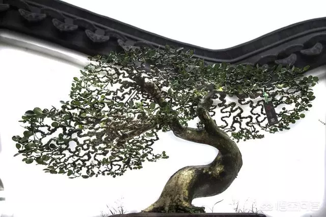 盆景造型中枝幹如何去布局?
