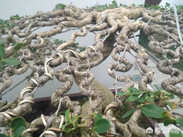 盆景造型中枝幹如何去布局?