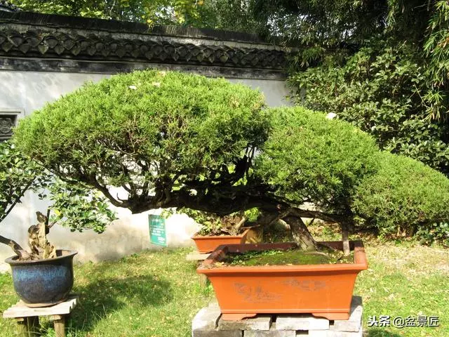 盆景上盆「技術活」,教你如給植物上盆成活率高