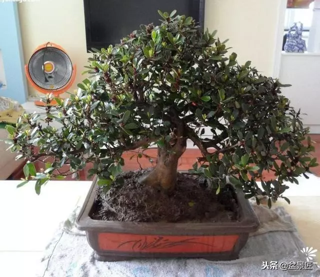 盆景上盆「技術活」,教你如給植物上盆成活率高