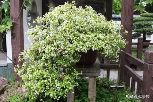 盆景上盆「技術活」,教你如給植物上盆成活率高