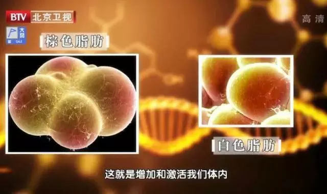 脂肪長在這裡最危險,看不見的肥胖更致命!簡單兩招,讓你快速瘦!