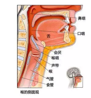 嗌、咽、喉、肺系、頏顙的具體部位和經絡聯繫如何?