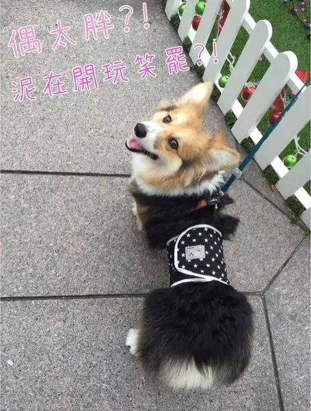 豬年把狗喂成豬,你怎麼看?