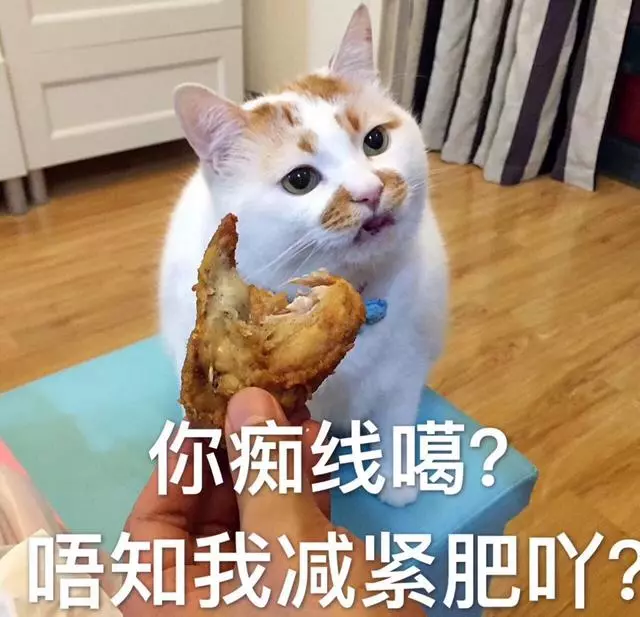 豬年把狗喂成豬,你怎麼看?