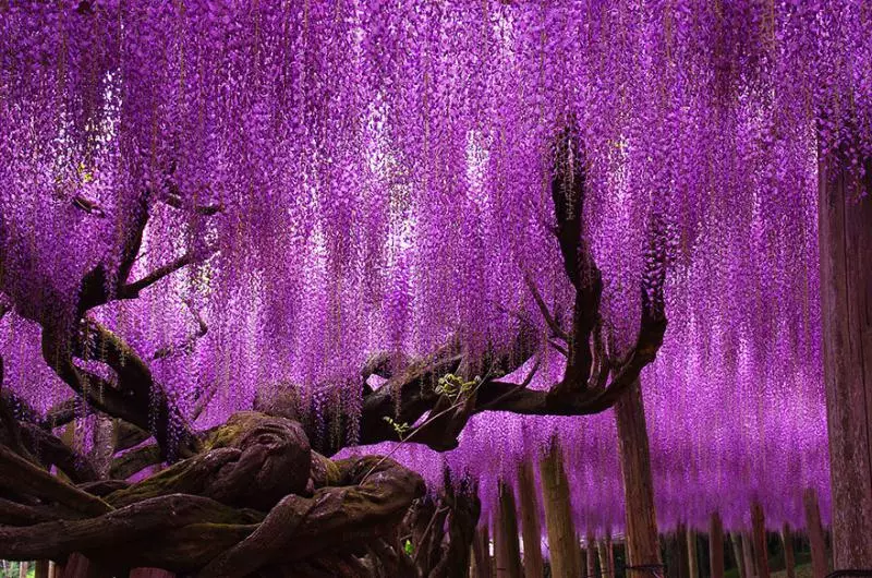 美翻整個世界 16顆「讓大家彷佛置身宮崎駿世界」的夢幻樹