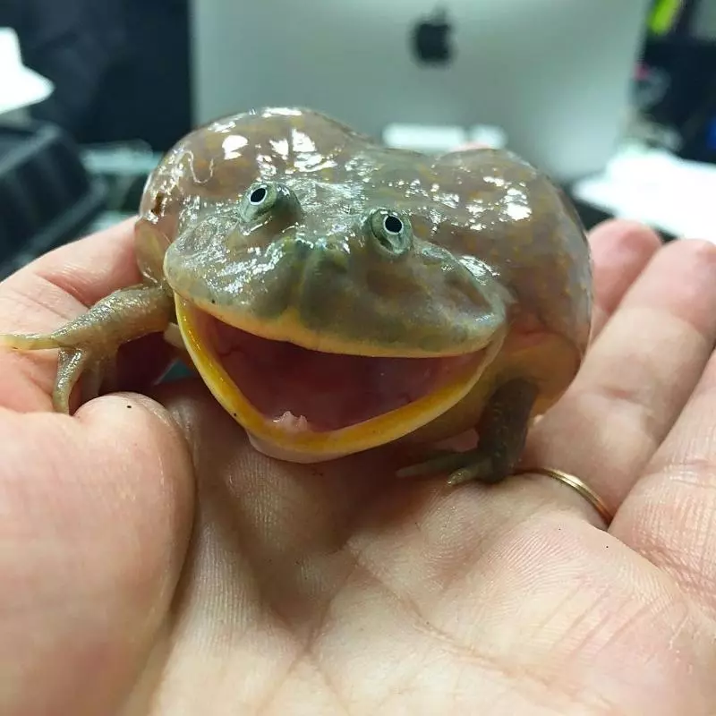 20個很可能是來自魔法世界的「怪奇動物」 像《魔物獵人》的龜太霸氣!