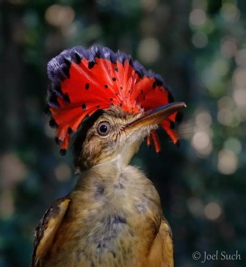20個很可能是來自魔法世界的「怪奇動物」 像《魔物獵人》的龜太霸氣!