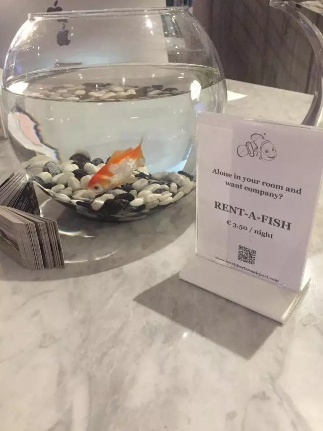 16個比肚子裡的蟲還了解我們的「超貼心飯店設計」 向孤單的旅客出租金魚!