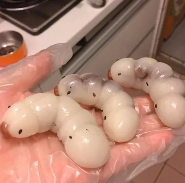 廚房堆滿一盒盒「雞母蟲」 親友看到全噁吐...她哭:這是紅豆麻糬HEN好吃啊T_T
