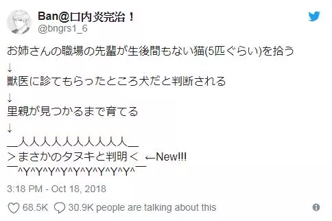 街上撿到剛出生小貓!獸醫說「是狗狗才對」 結果長大後...原來貓狗都不是啊