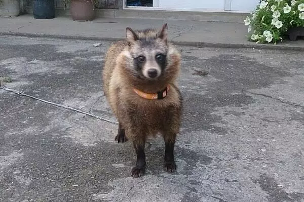 街上撿到剛出生小貓!獸醫說「是狗狗才對」 結果長大後...原來貓狗都不是啊
