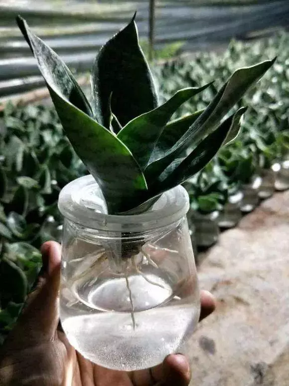 衛生間太臭怎麼辦?放一盆這個花,臭味異味都吸乾淨,就連蚊蟲也不見了