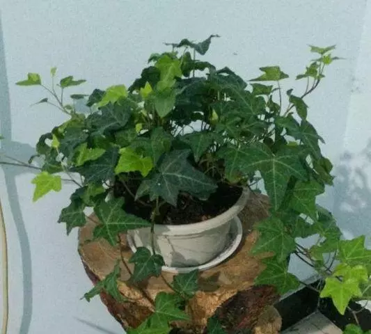 衛生間太臭怎麼辦?放一盆這個花,臭味異味都吸乾淨,就連蚊蟲也不見了