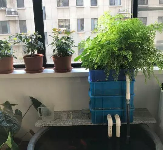 衛生間太臭怎麼辦?放一盆這個花,臭味異味都吸乾淨,就連蚊蟲也不見了