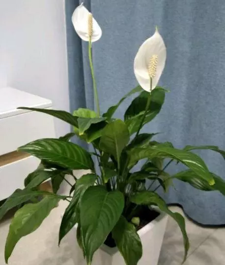 衛生間太臭怎麼辦?放一盆這個花,臭味異味都吸乾淨,就連蚊蟲也不見了