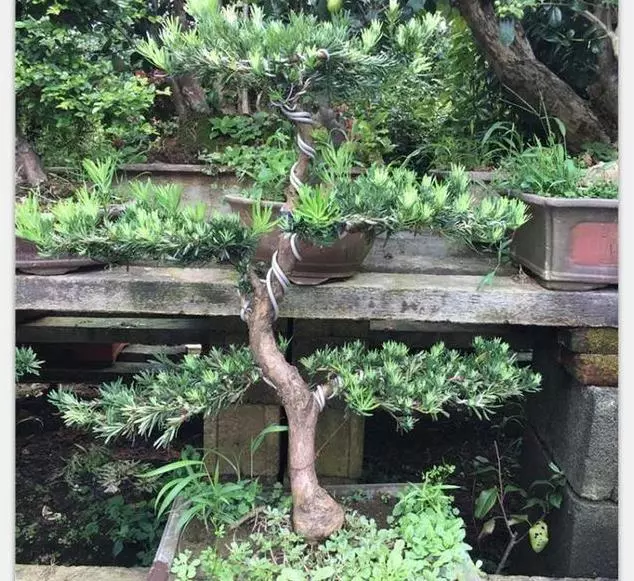 大門前千萬別瞎種,六種樹「旺宅」,3種樹是「大忌」,種錯了,很不吉利