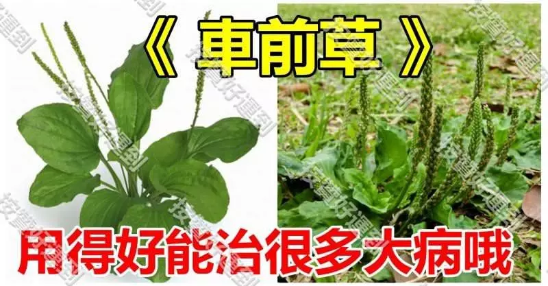 《 車前草 》這種草你不能不知道,用得好能治很多大病