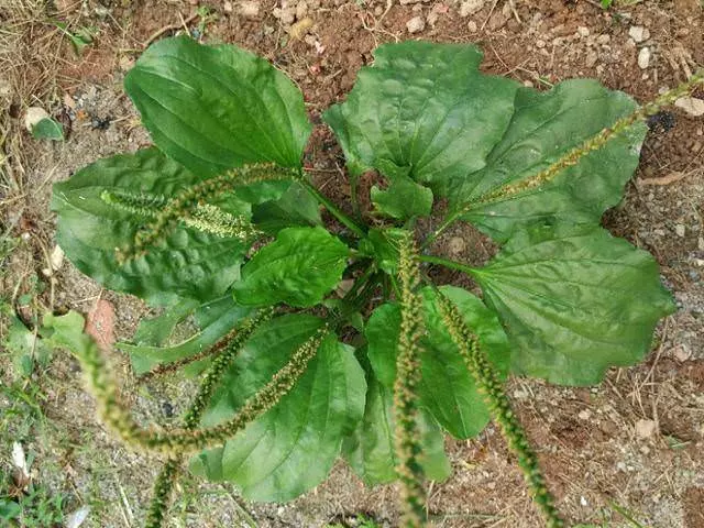 《 車前草 》這種草你不能不知道,用得好能治很多大病