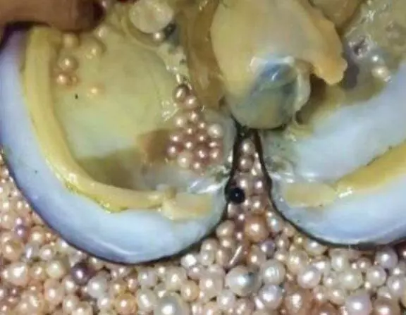 男子在水裡挖出了超大河蚌,帶回家後用刀切開一看…「眼前的一幕」讓他驚呆了!