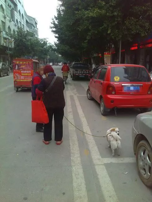 8旬老人花100萬把自己的兒子送人,可她兒子竟然是條狗