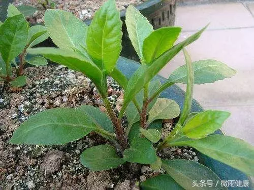 別再吃了,這兩種神草竟然都有毒!
