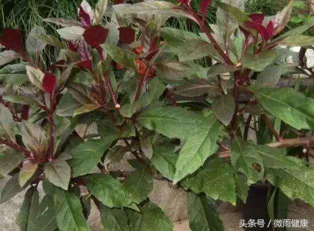 別再吃了,這兩種神草竟然都有毒!