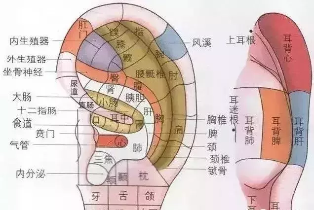 頭上有個養生丹,每天十分鐘調節氣血,五臟六腑裡的病都趕跑!