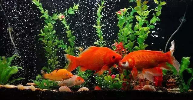 大年初一【當天吃素食】最招財還能化平安,再窮也能翻身!錯過再等一年