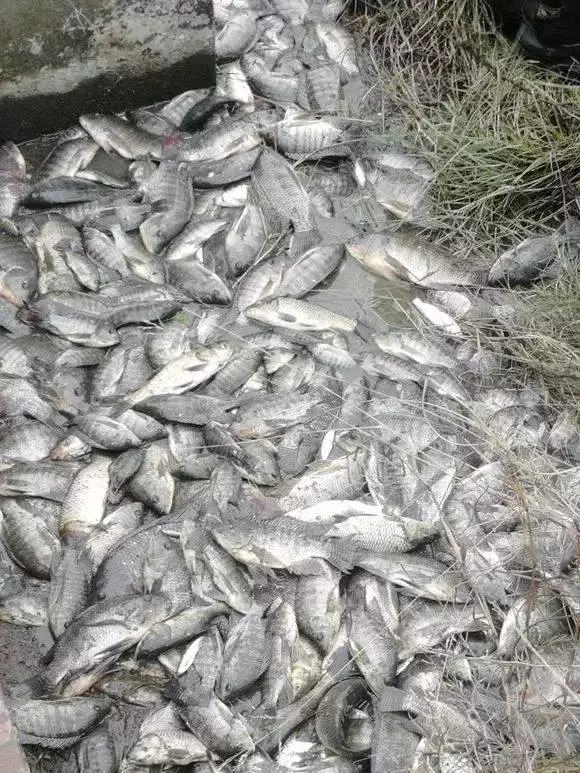 自來水廠蓄水池,年底清汙,水一抽乾時,竟然有這麼多的....大家都傻眼了!