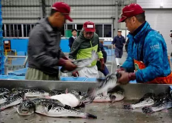 海洋變暖速度破了紀錄,人類還能愉快地吃海鮮嗎?