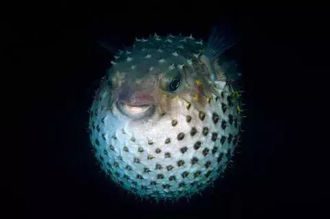 海洋變暖速度破了紀錄,人類還能愉快地吃海鮮嗎?