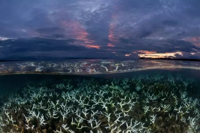 海洋變暖速度破了紀錄,人類還能愉快地吃海鮮嗎?