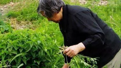 母親進城帶一袋子菜,被兒子扔掉,兒媳又撿了回來