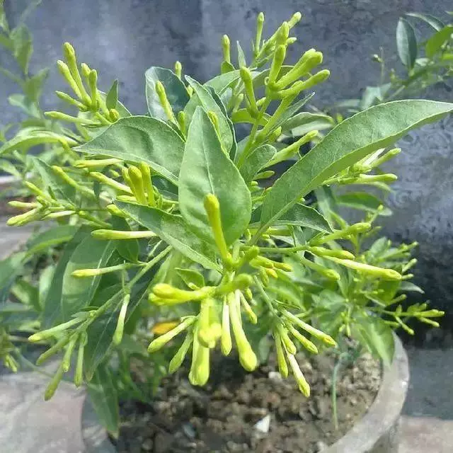 比香水還要香的9種花!栽在陽臺上,滿屋子自然清香!