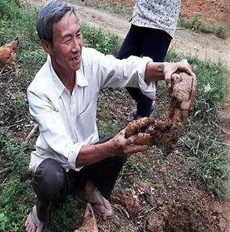 老農上山挖到「五花肉」,轉身30萬賣出,隔天腸子都悔青了,妻子一段話卻點醒了他