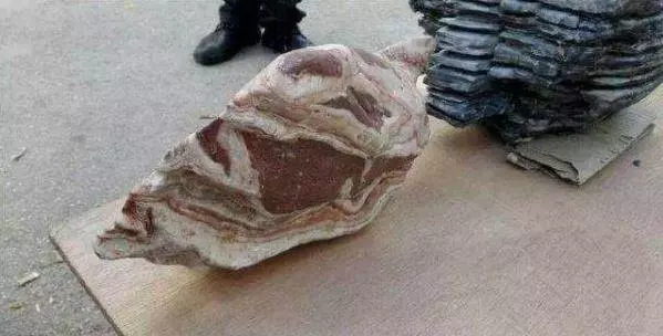 老農上山挖到「五花肉」,轉身30萬賣出,隔天腸子都悔青了,妻子一段話卻點醒了他