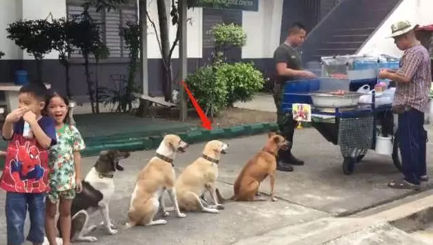 流浪狗每天排隊等燒烤吃,善良老闆從不驅趕狗狗生意反而越來越好,網:一群招財狗