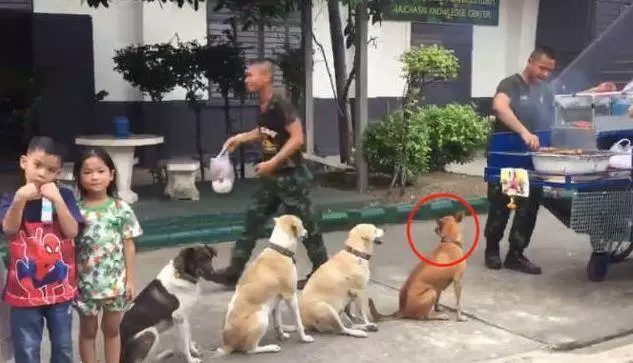 流浪狗每天排隊等燒烤吃,善良老闆從不驅趕狗狗生意反而越來越好,網:一群招財狗