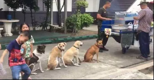 流浪狗每天排隊等燒烤吃,善良老闆從不驅趕狗狗生意反而越來越好,網:一群招財狗