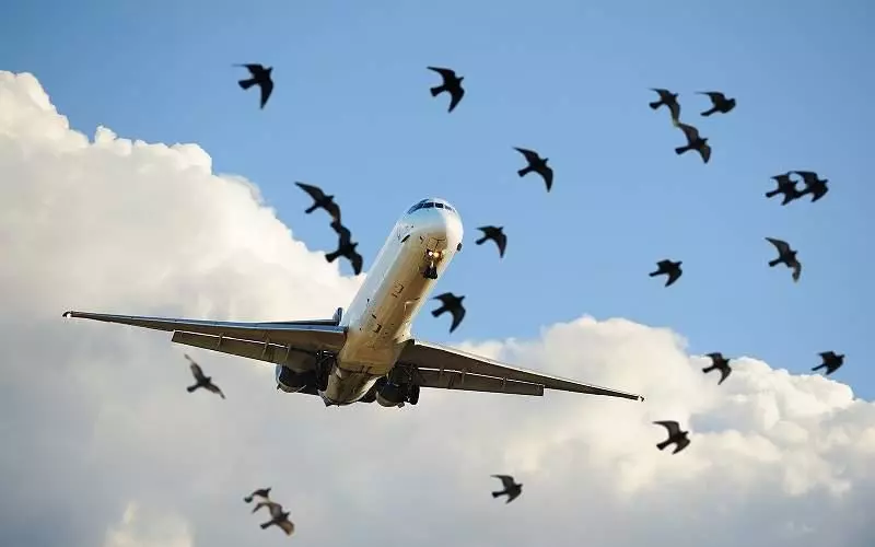 1年有500萬隻鳥「在地上走比天上飛安全」 吸取生命的罪魁禍首「竟是一顆療癒的雲朵」