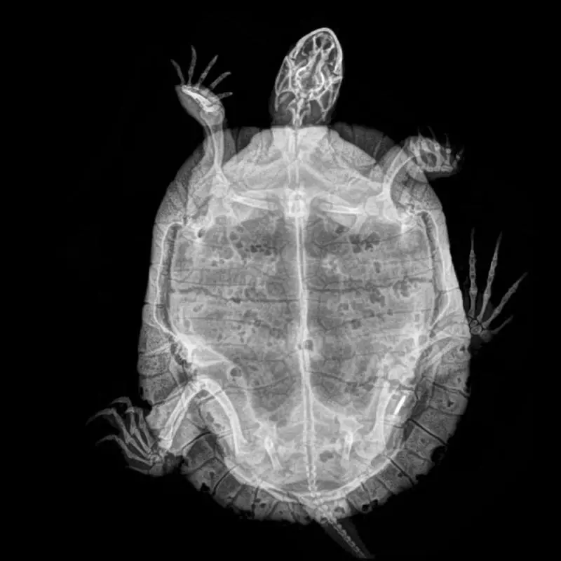 其實大家都長一樣?14張「動物皮底下真面目」X光照 老虎手掌跟人類99%像