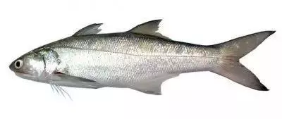 馬友魚:排名第一好吃的海魚,號稱魚類中的「千層糕」!