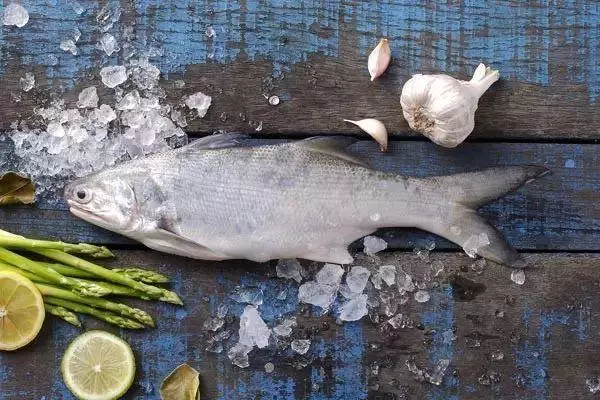 馬友魚:排名第一好吃的海魚,號稱魚類中的「千層糕」!