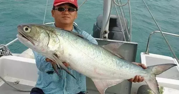 馬友魚:排名第一好吃的海魚,號稱魚類中的「千層糕」!