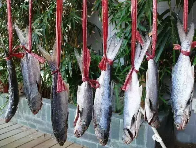 馬友魚:排名第一好吃的海魚,號稱魚類中的「千層糕」!
