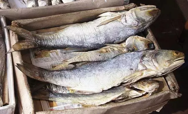 馬友魚:排名第一好吃的海魚,號稱魚類中的「千層糕」!