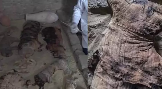 4500年前的埃及古墓被打開,發現幾十隻貓木乃伊和成堆聖甲蟲!