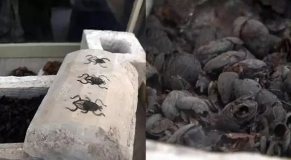 4500年前的埃及古墓被打開,發現幾十隻貓木乃伊和成堆聖甲蟲!