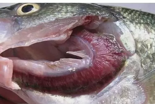 做魚時,魚身上這3個地方不能吃,不然魚肉不鮮腥味大
